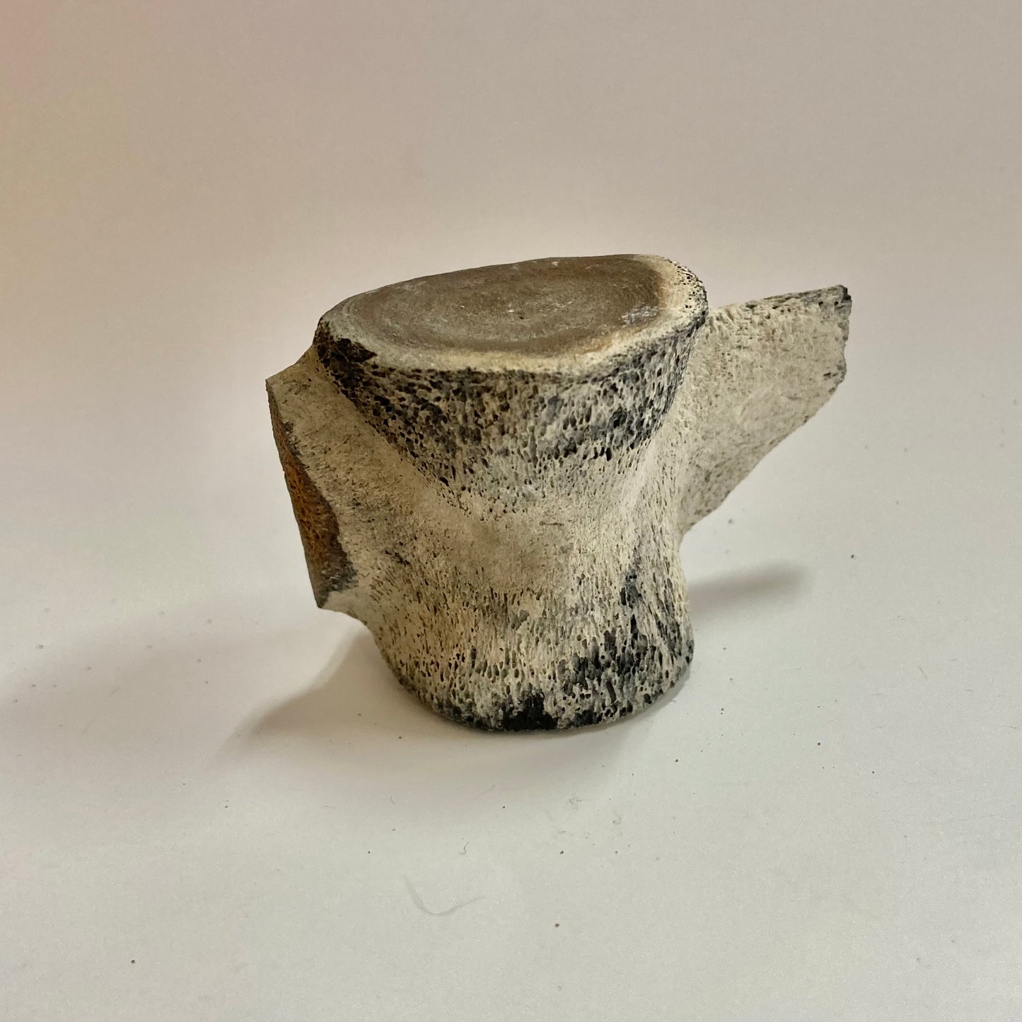 Porpoise Vertebra