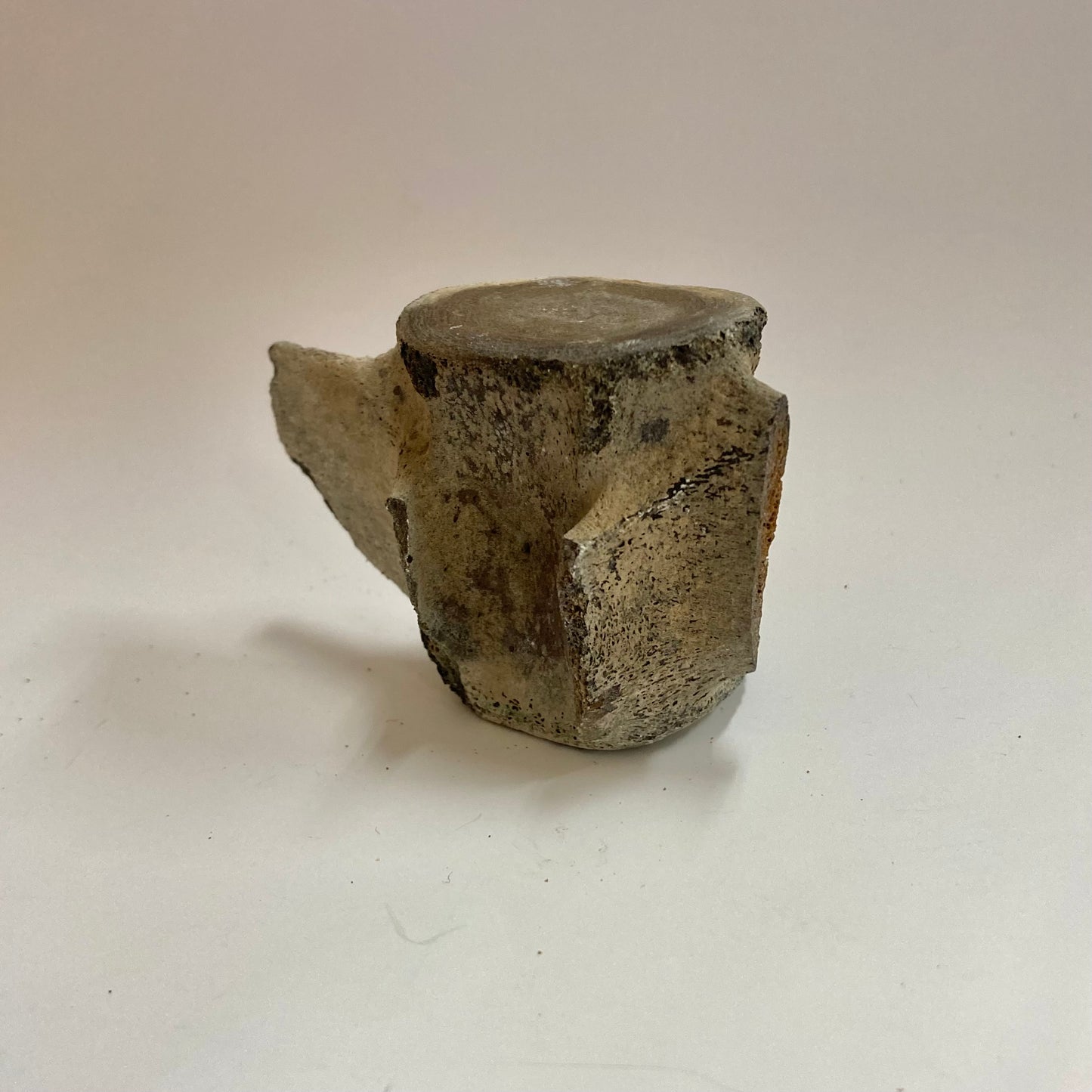 Porpoise Vertebra