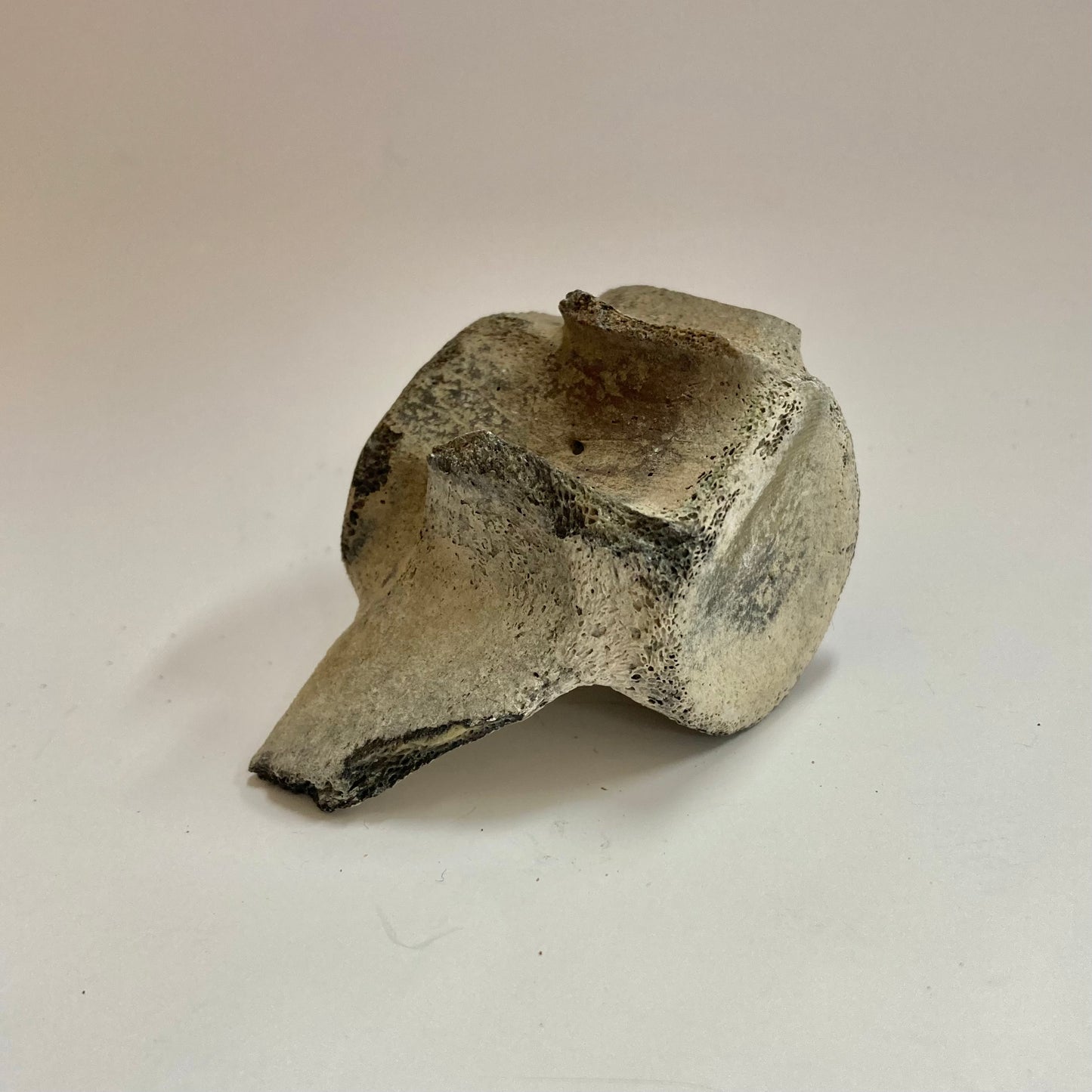 Porpoise Vertebra