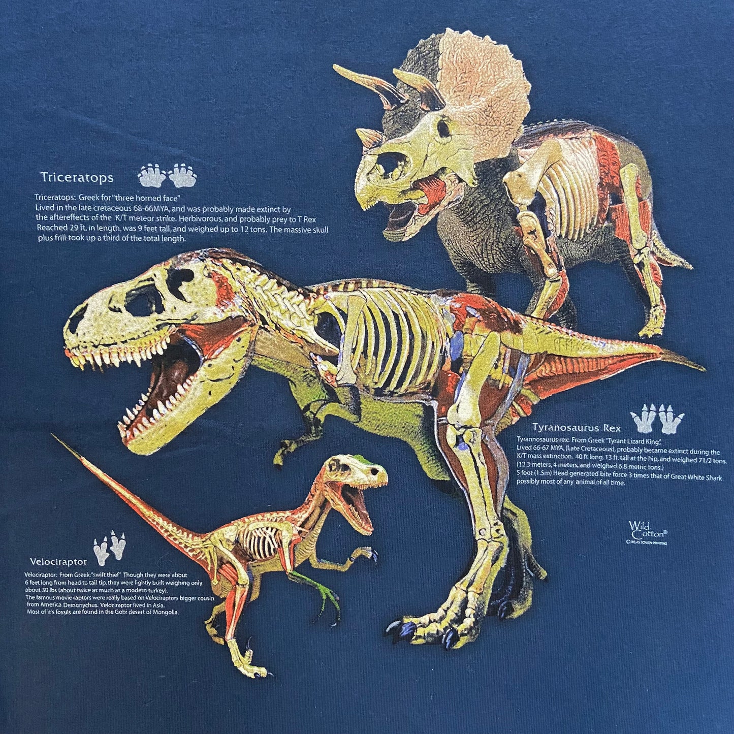 Dino Anatomy T-shirt, Adult