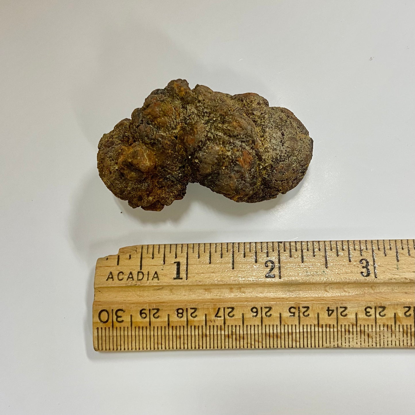 Unidentified Coprolite