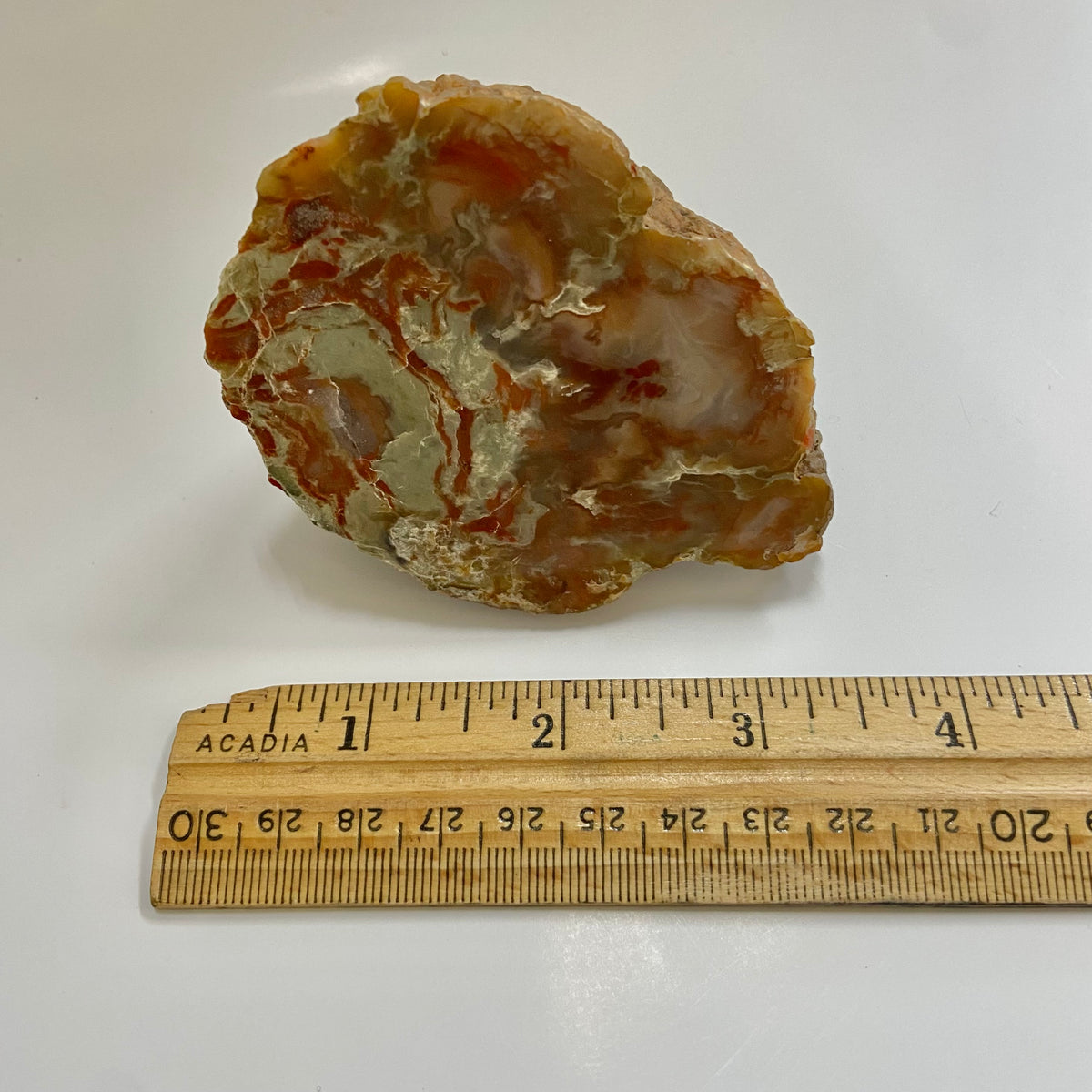 Dinosaur Coprolite