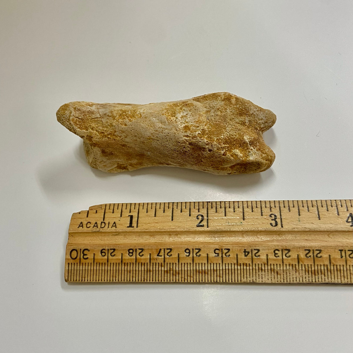 Theropod Toe Bone