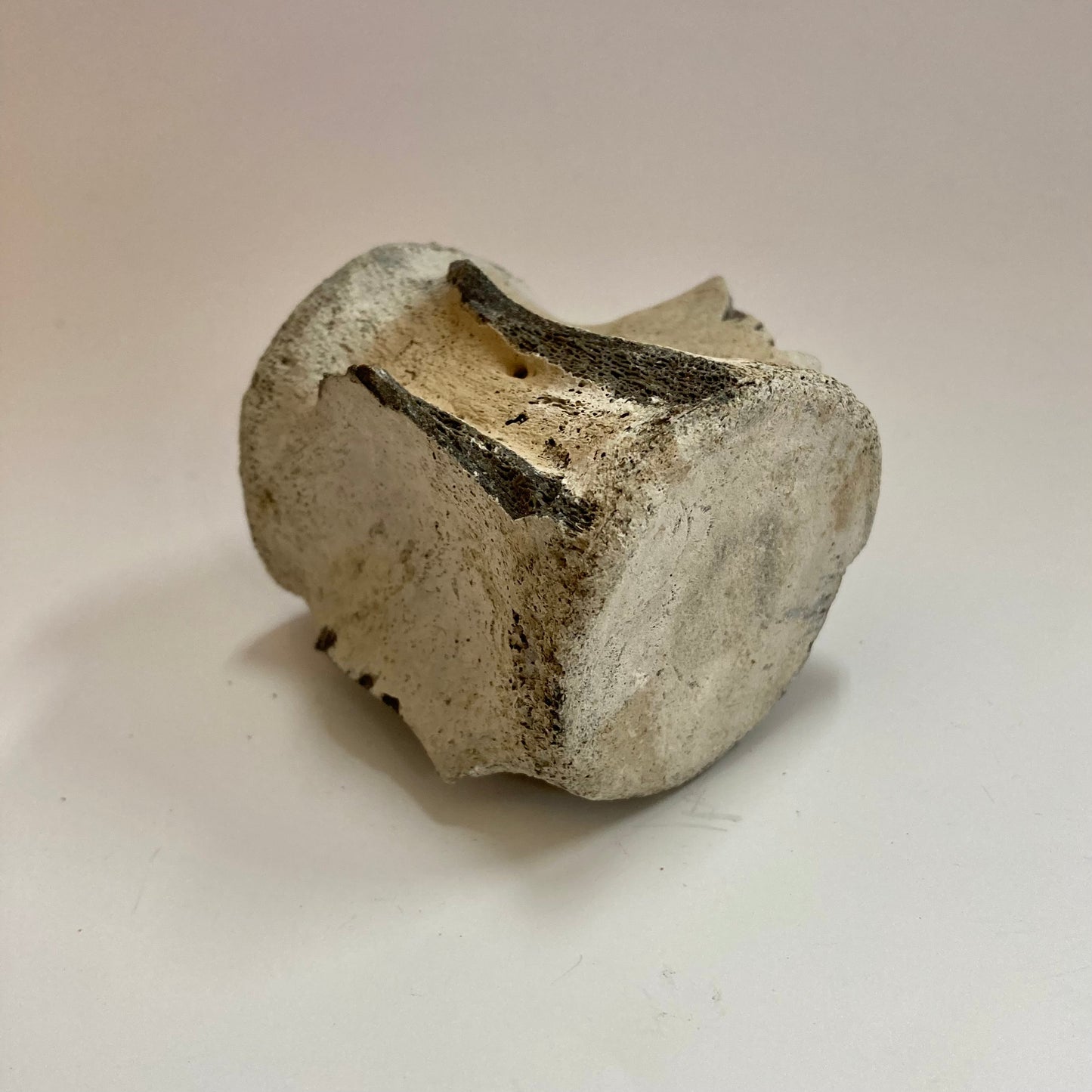 Porpoise Vertebra