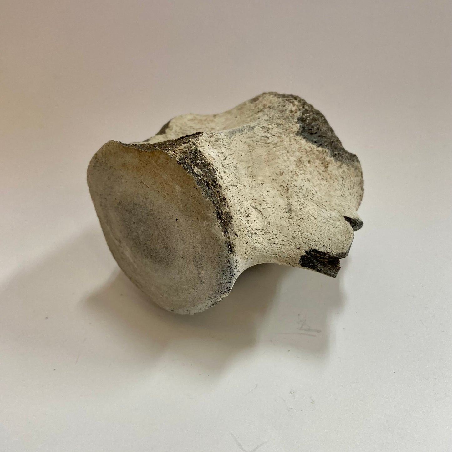 Porpoise Vertebra