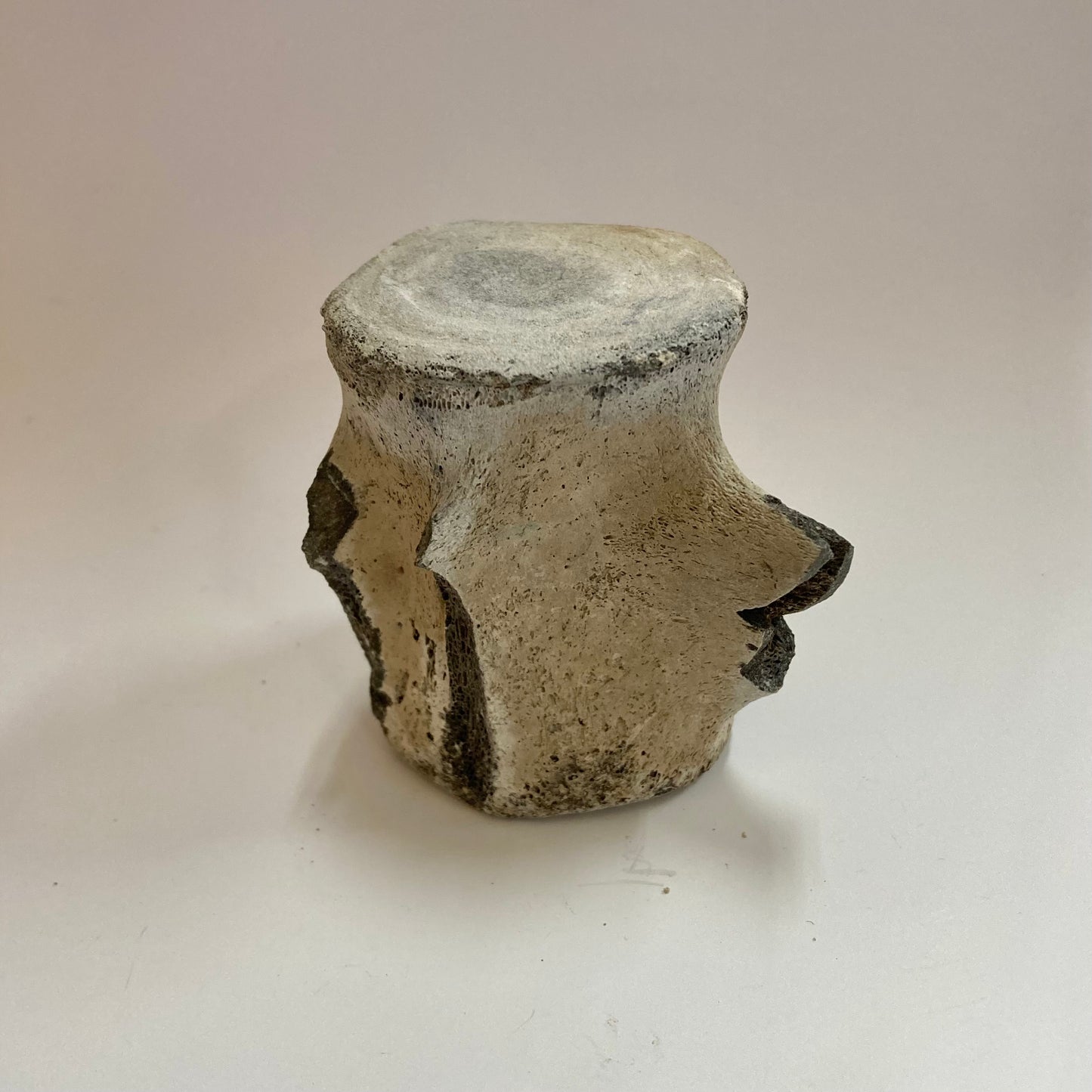 Porpoise Vertebra