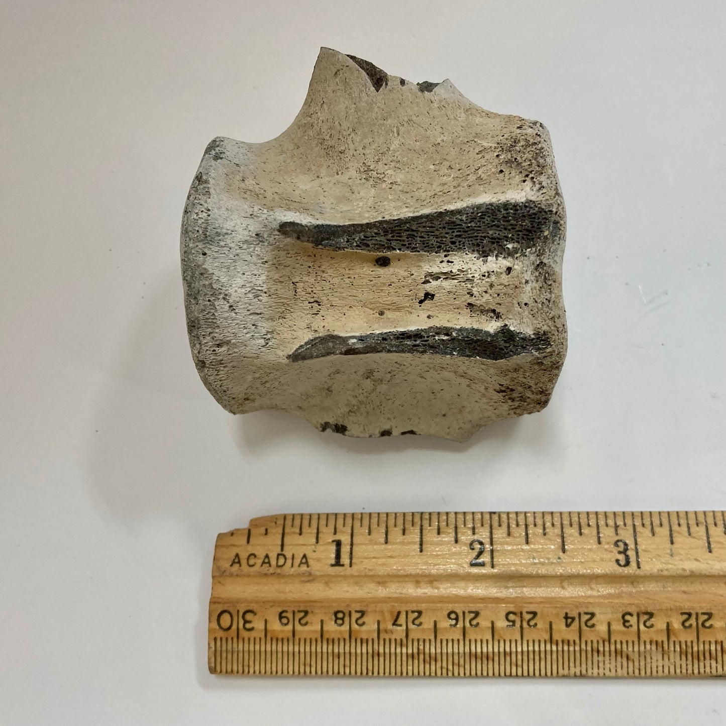 Porpoise Vertebra