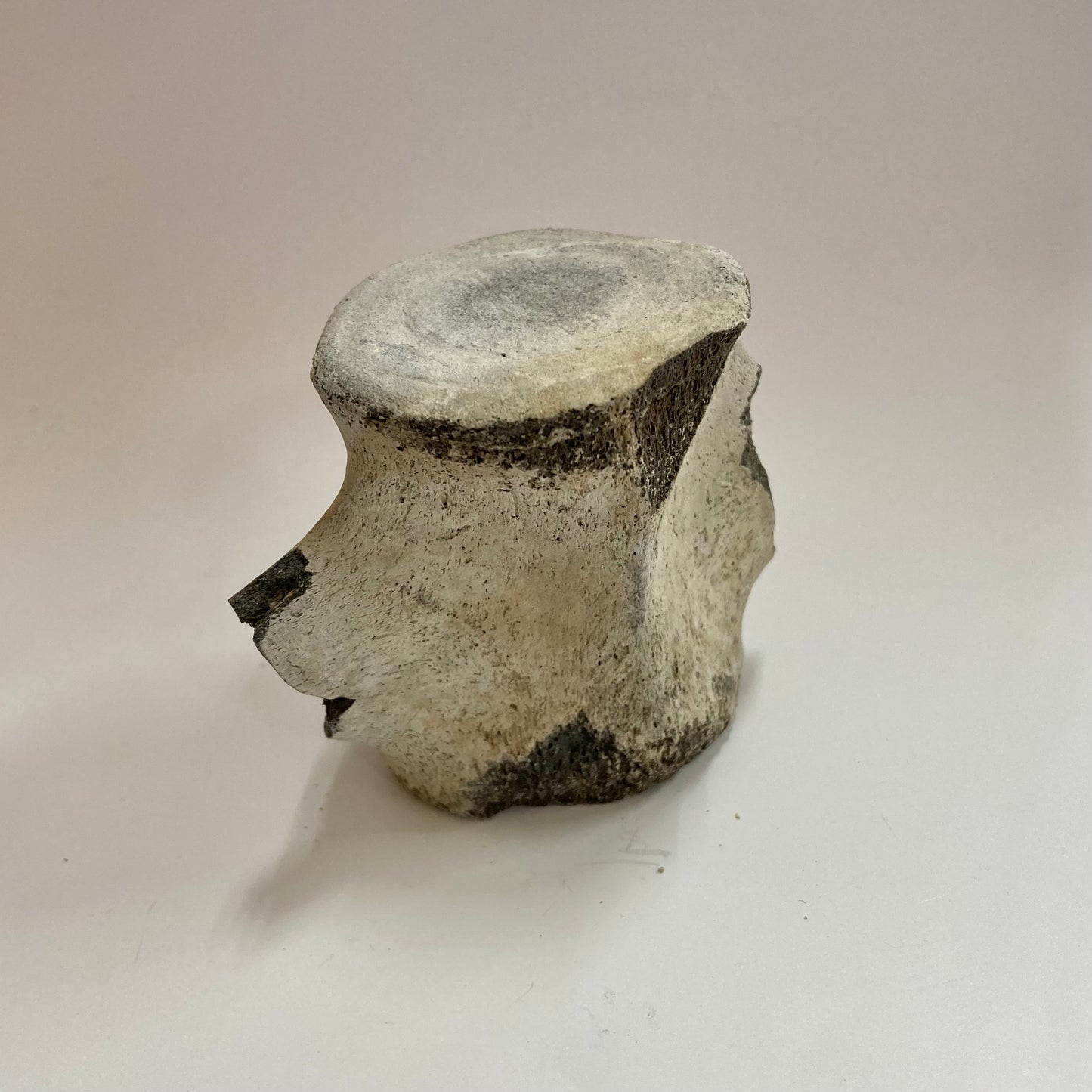 Porpoise Vertebra