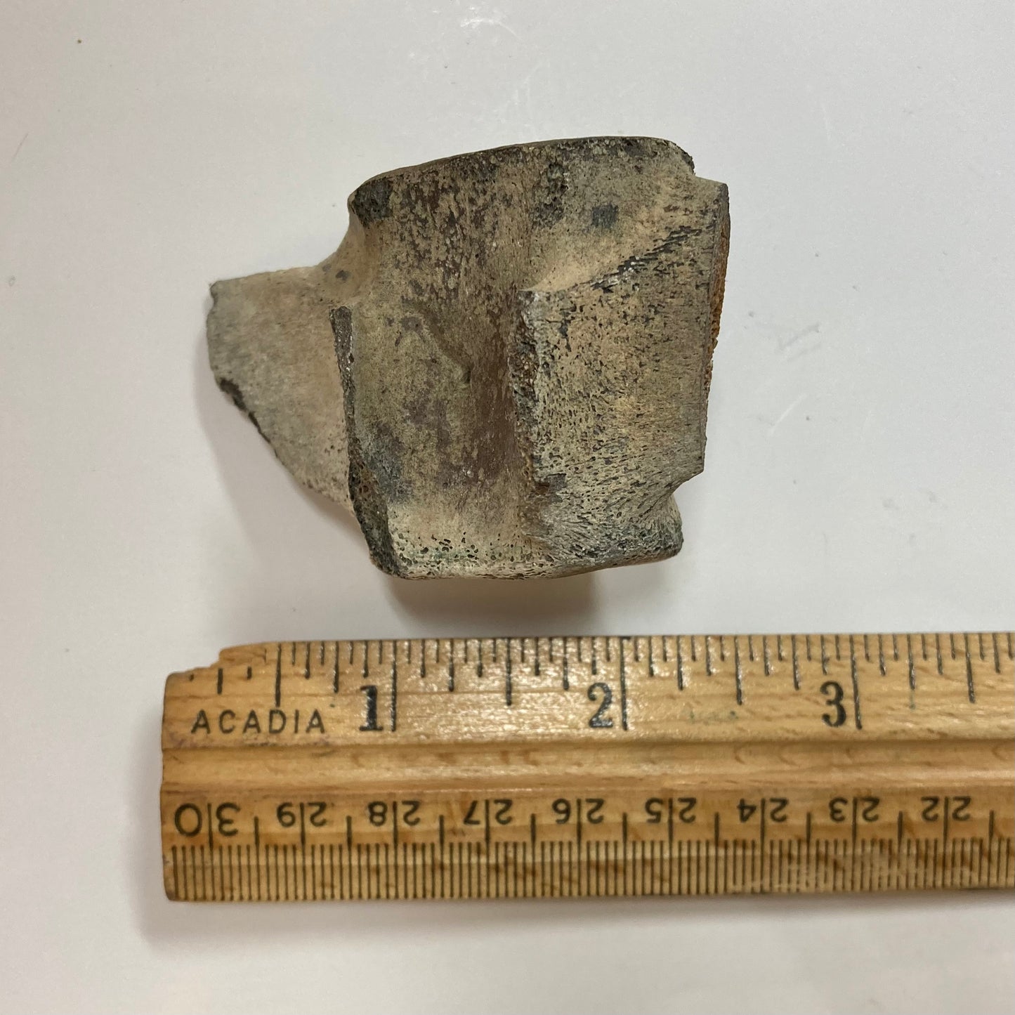 Porpoise Vertebra
