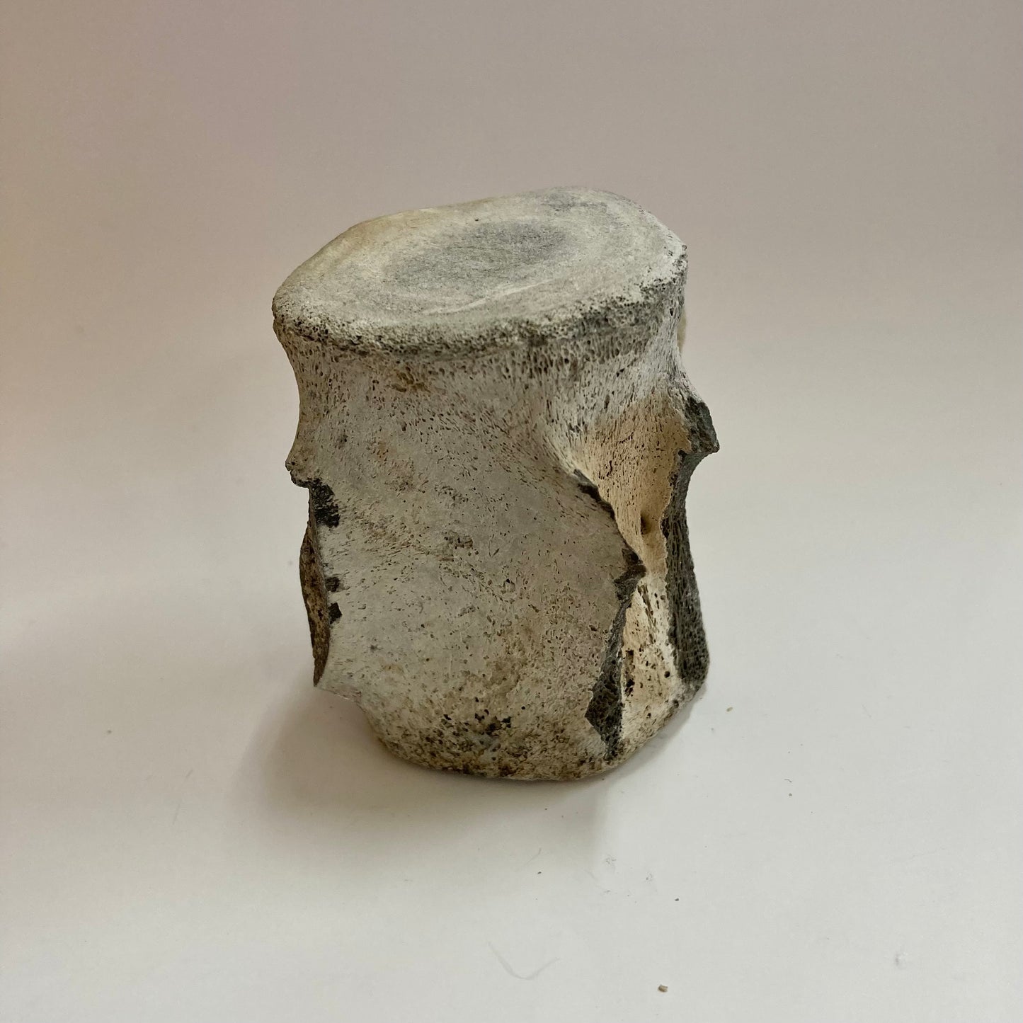 Porpoise Vertebra