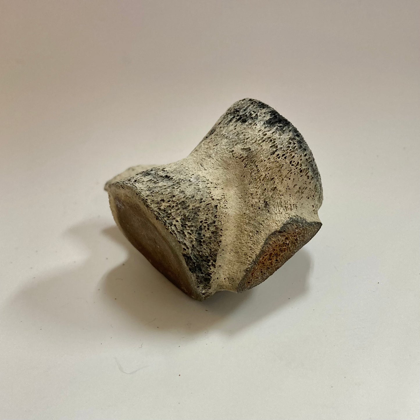 Porpoise Vertebra