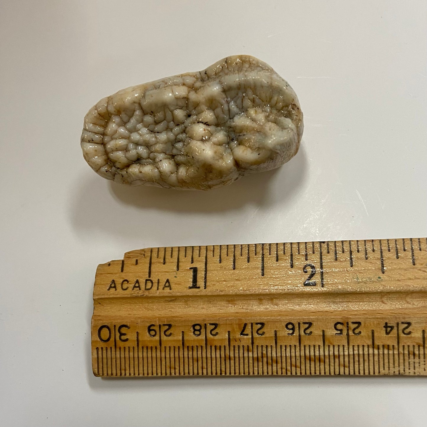 Cave Bear Molar Tooth