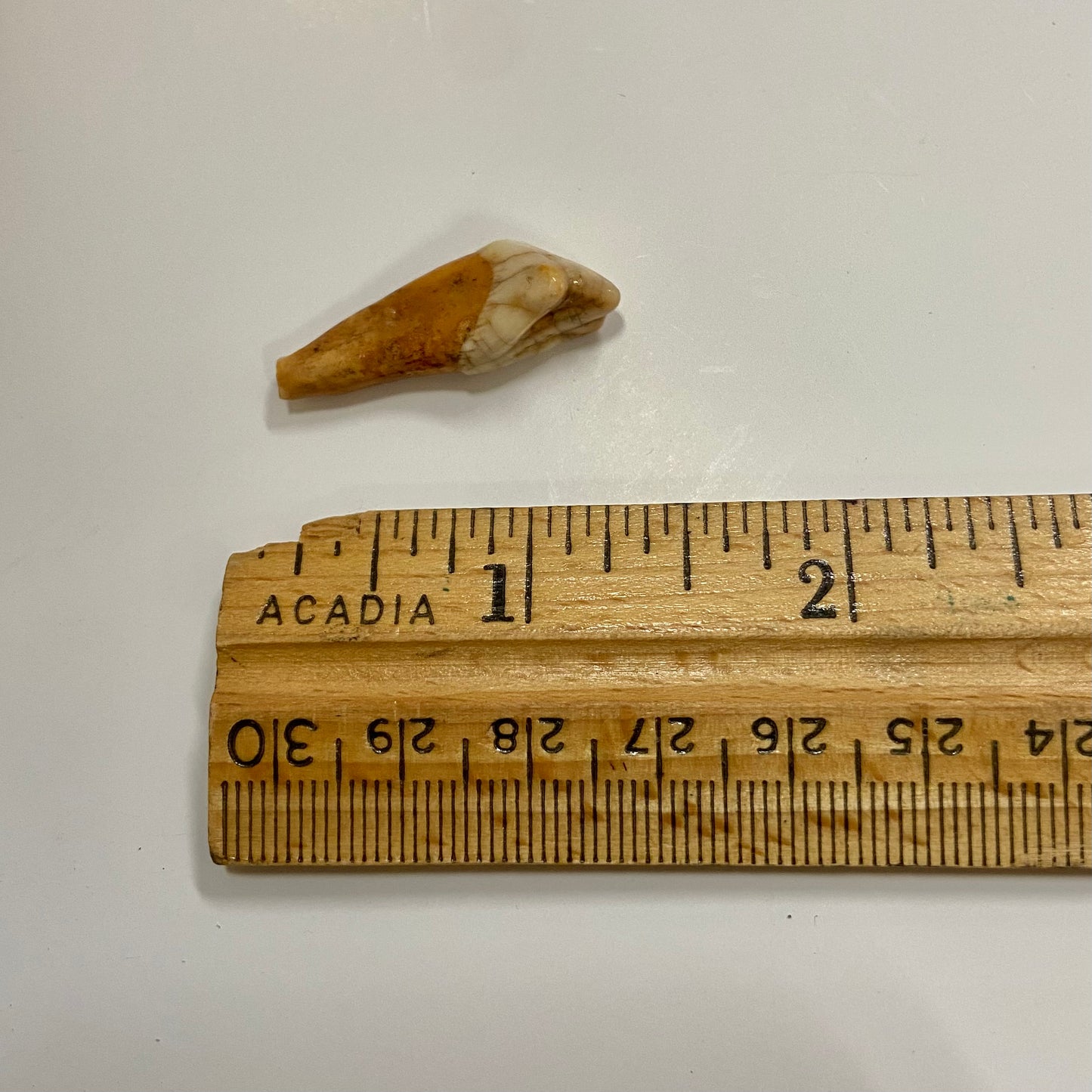 Cave Bear Juvenile Tooth