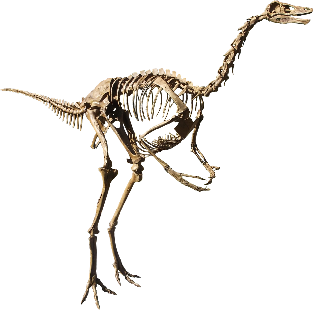 Struthiomimus Finger Bone