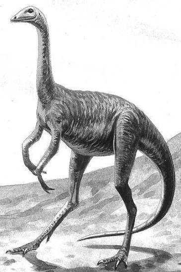 Struthiomimus Metatarsal Toe Bone
