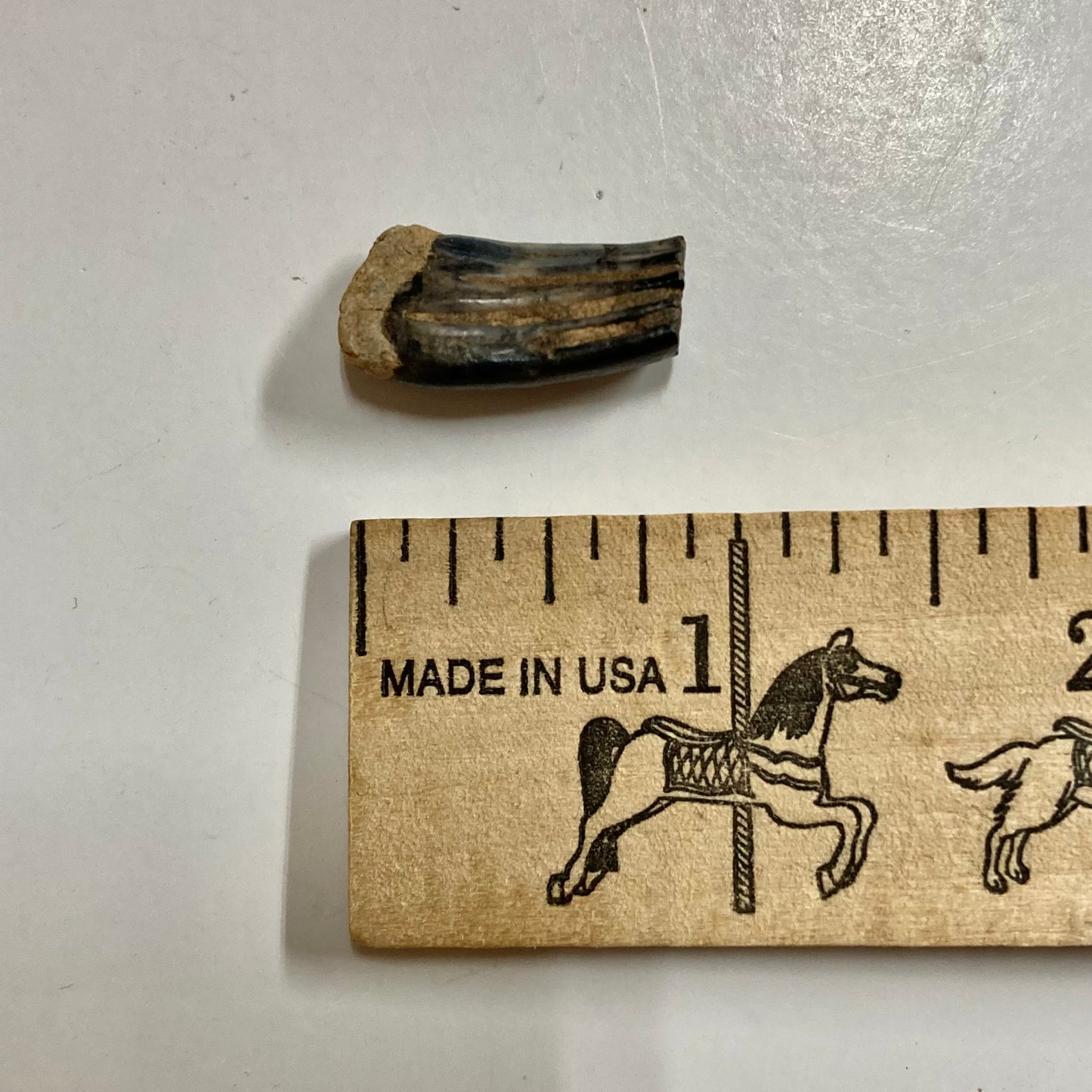 Beaver Molar