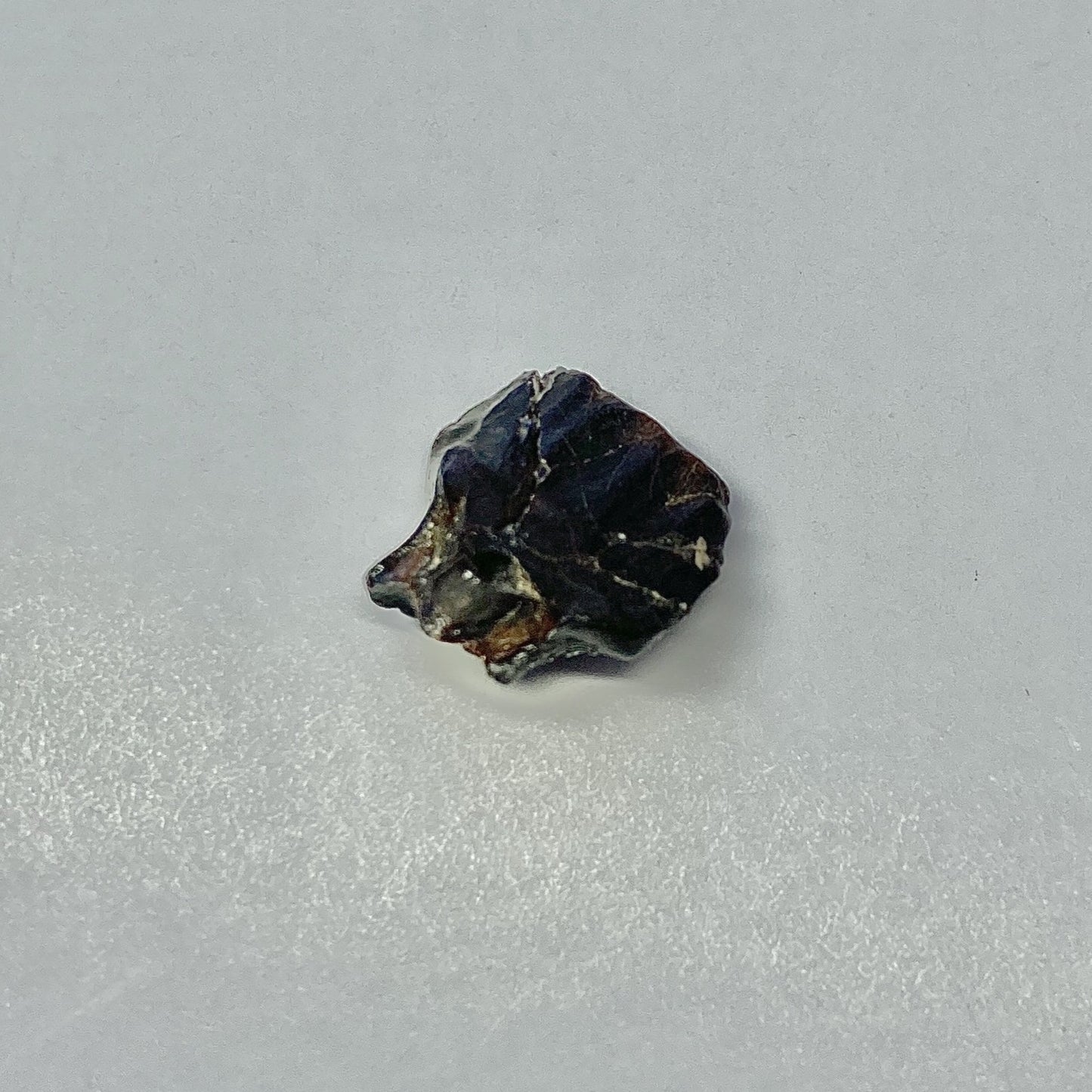 Euoplocephalus Ankylosaur Tooth