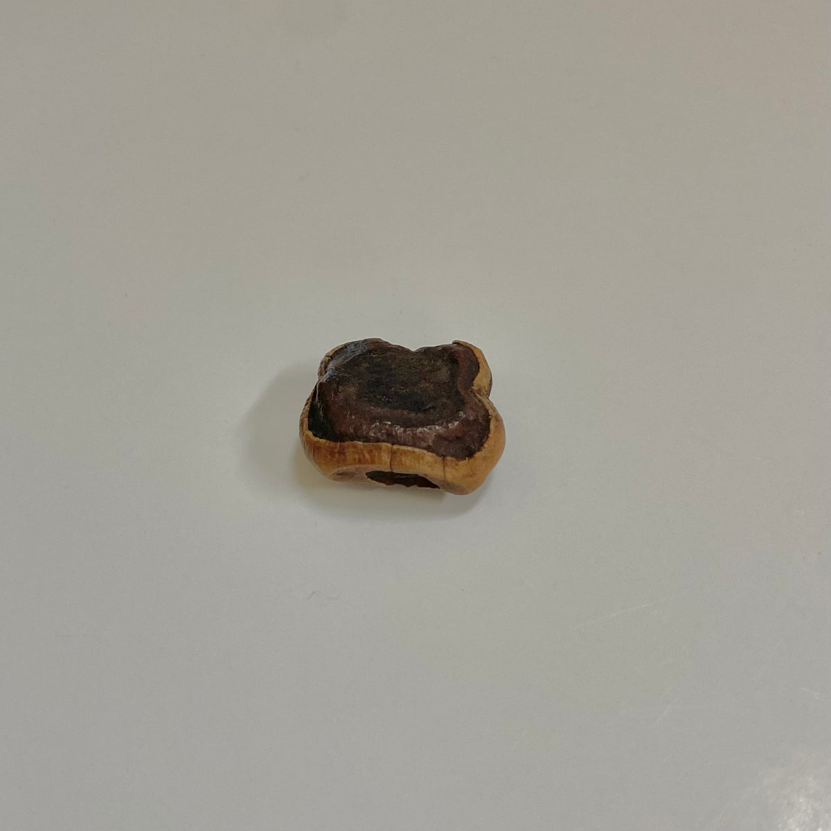 Manatee Tooth