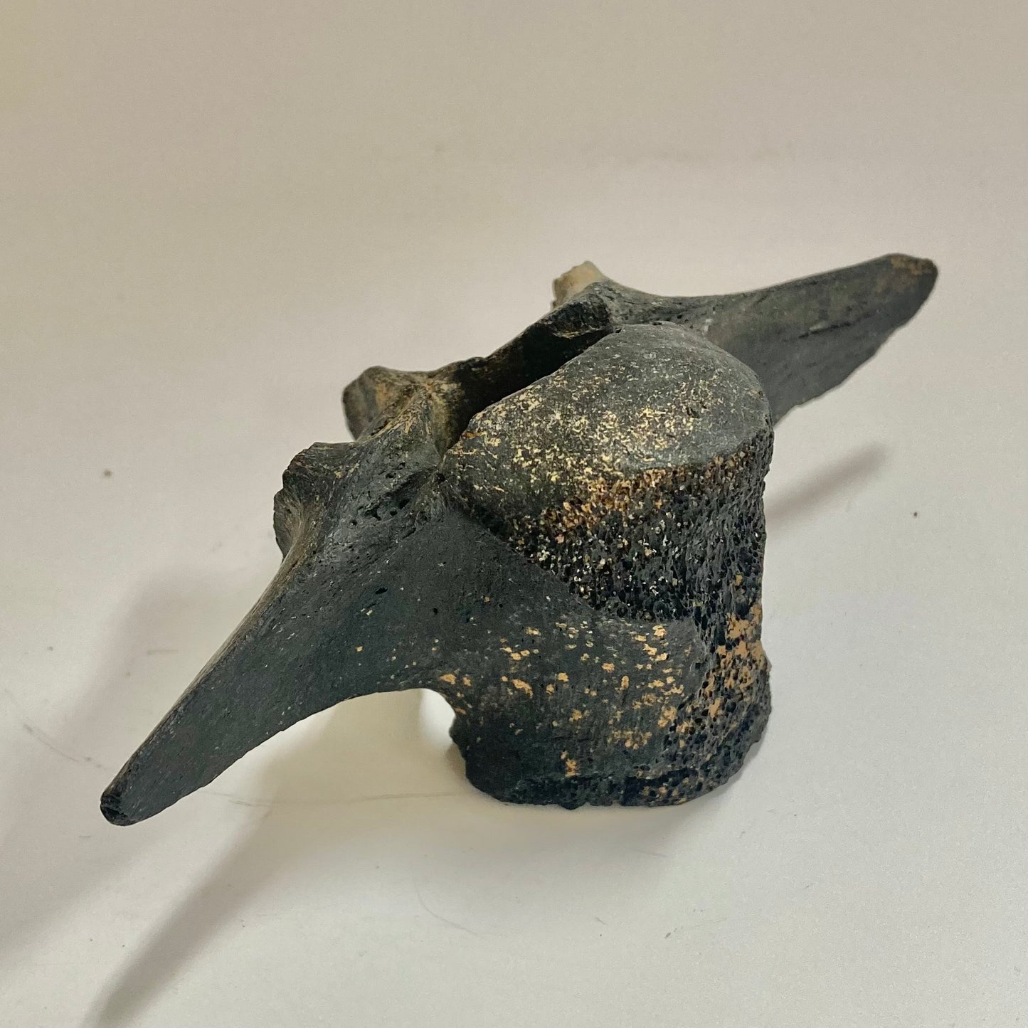 Horse Vertebra