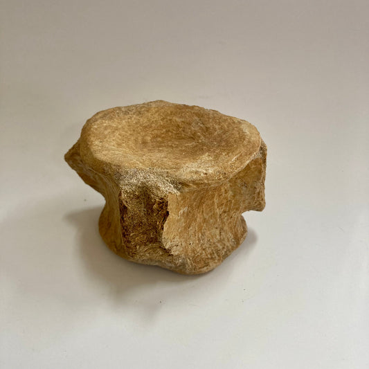 Plesiosaur Vertebra