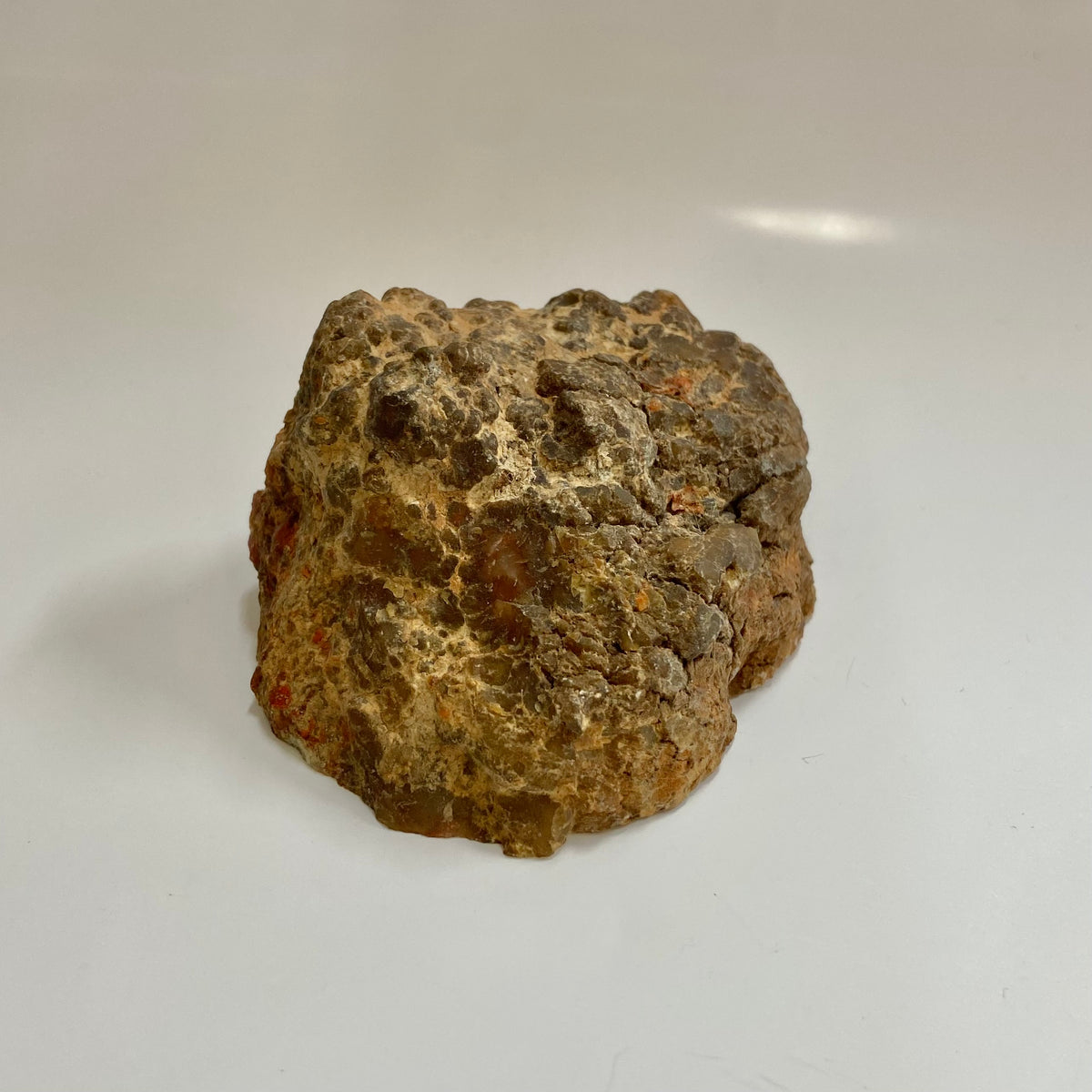 Dinosaur Coprolite
