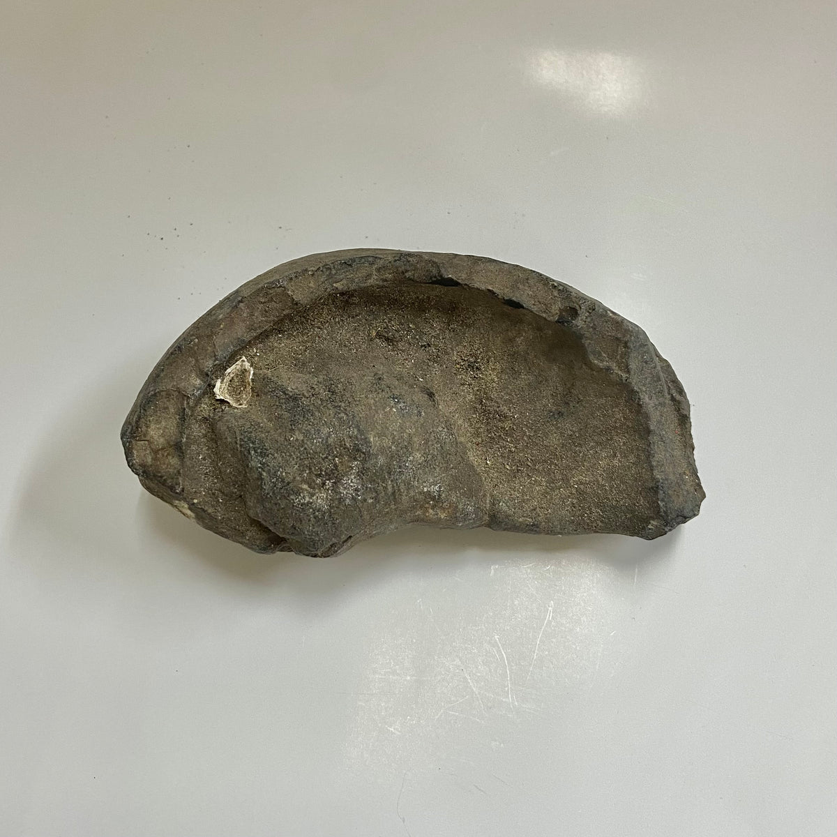 Whale Ear Bone