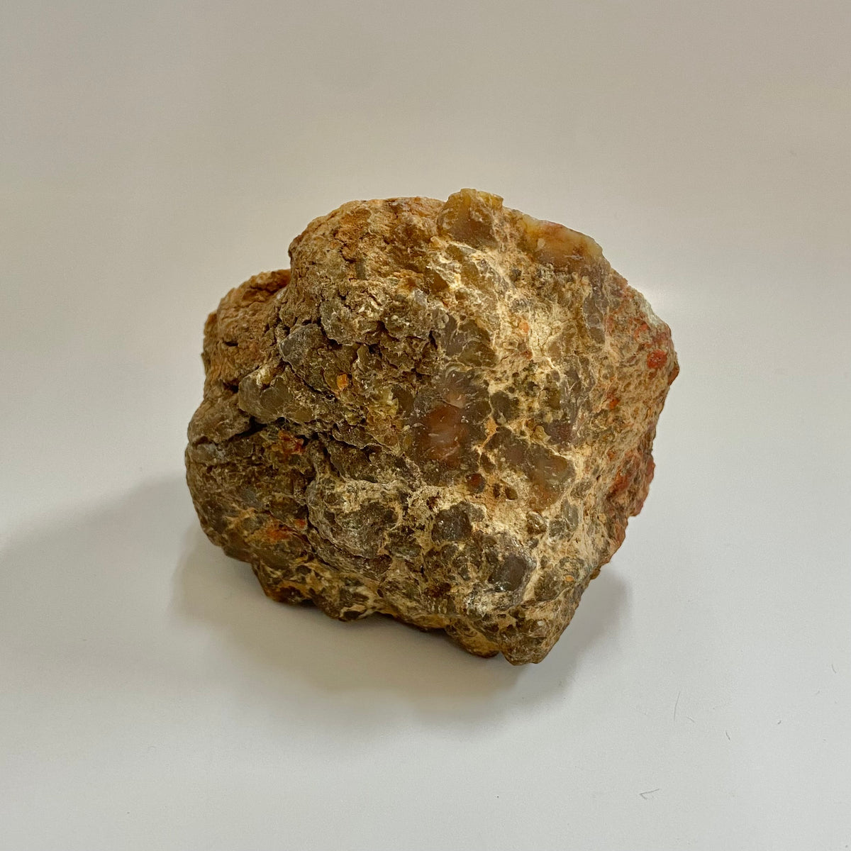 Dinosaur Coprolite