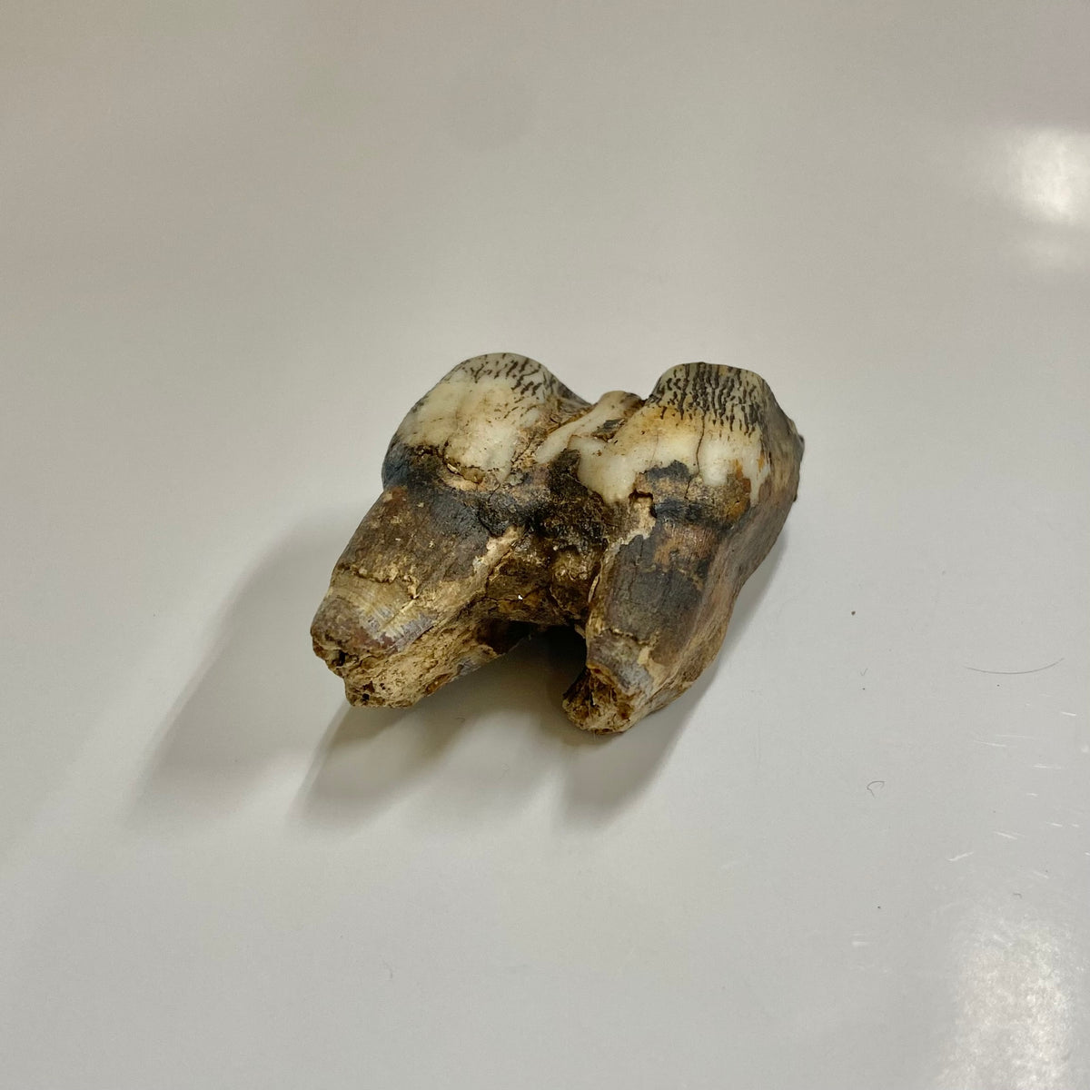 Bison Tooth