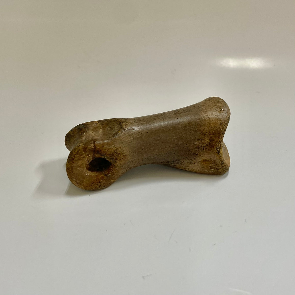 Struthiomimus Metatarsal Toe Bone