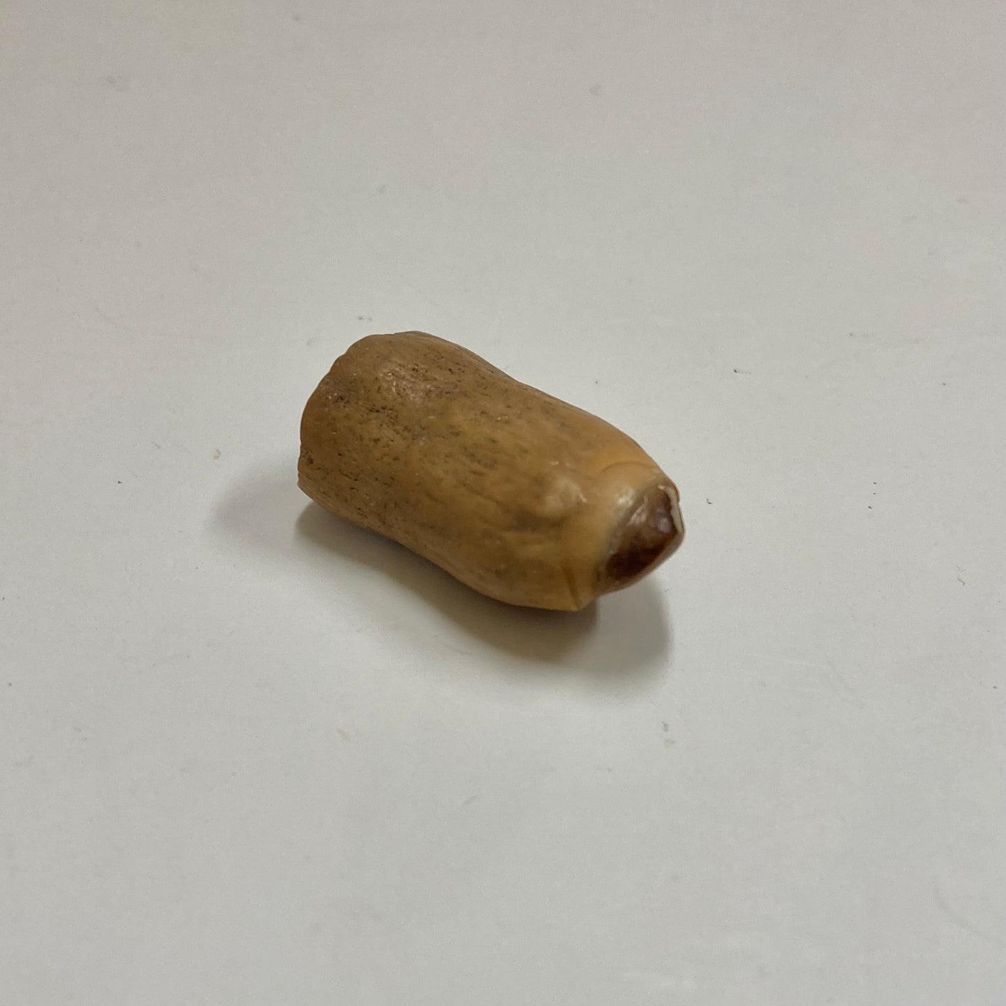 Fossil Beluga Whale Tooth