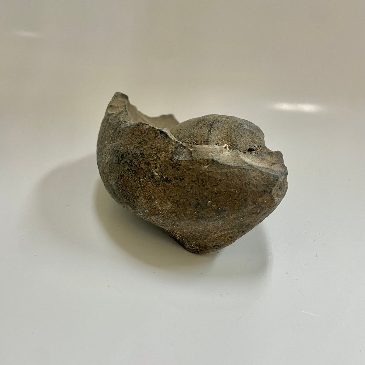 Whale Ear Bone