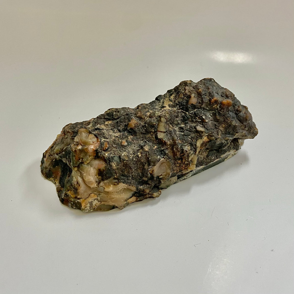 Dinosaur Coprolite