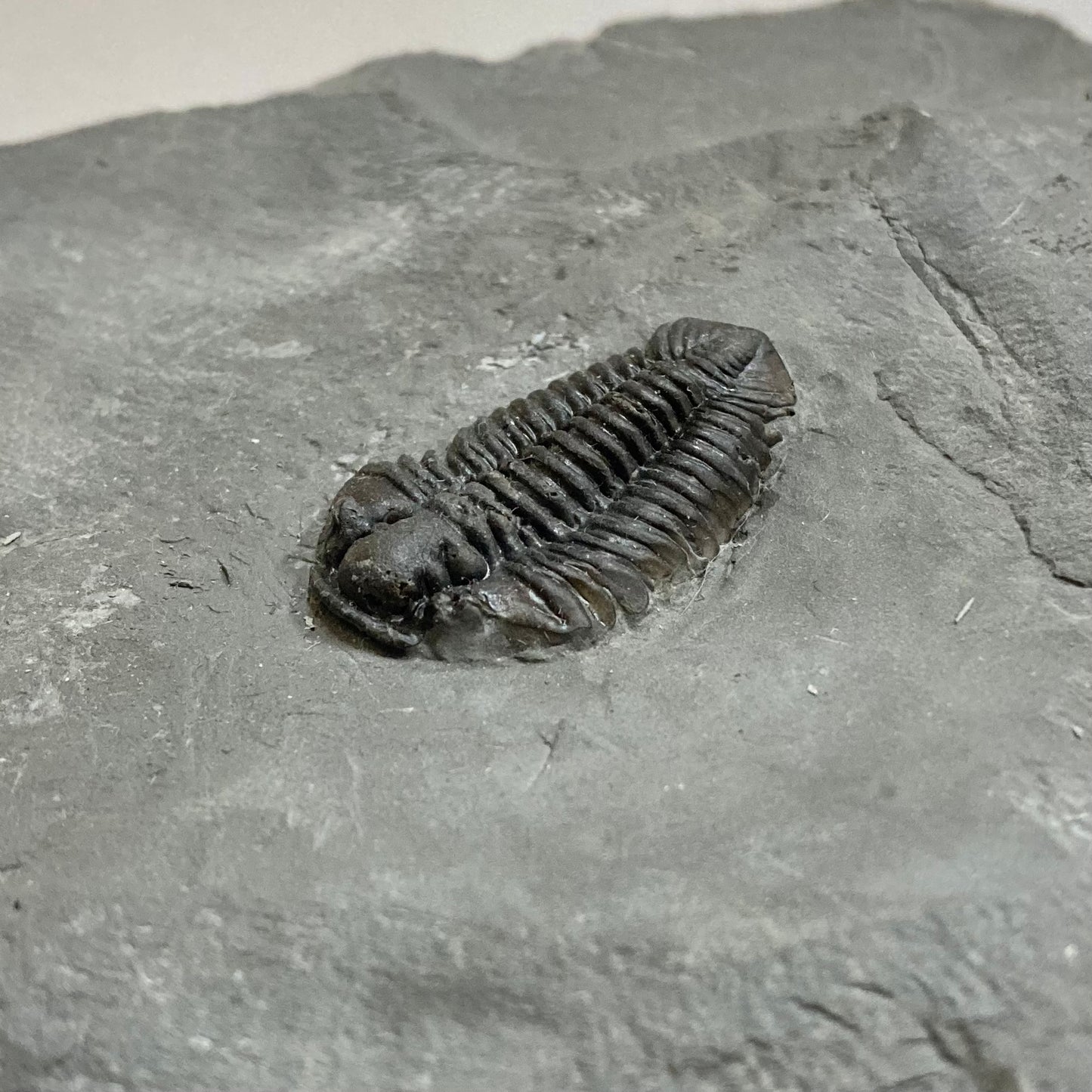 Calymene niagarensis Trilobite