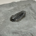 Trilobite - Calymene niagarensis