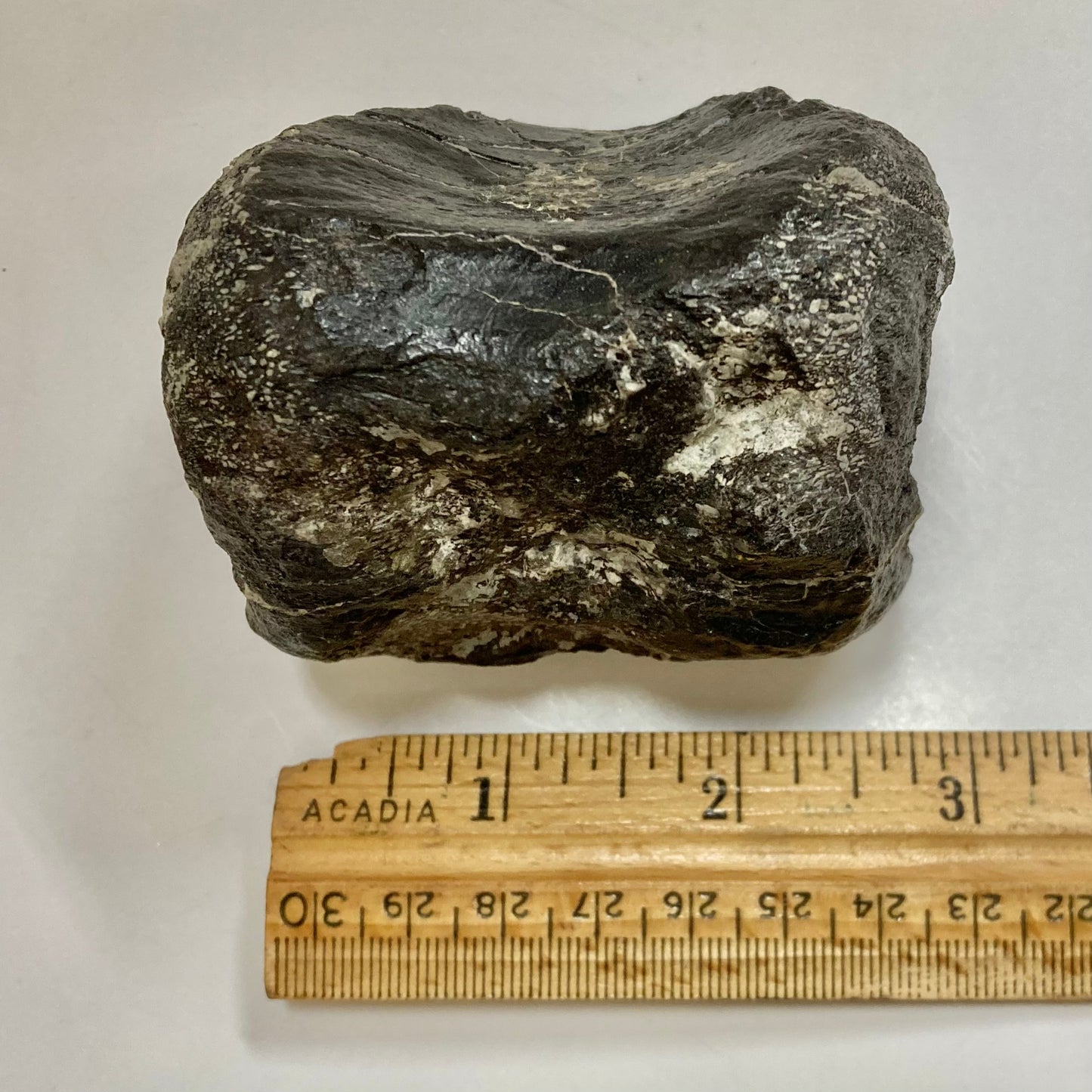 Ornithopod Vertebra