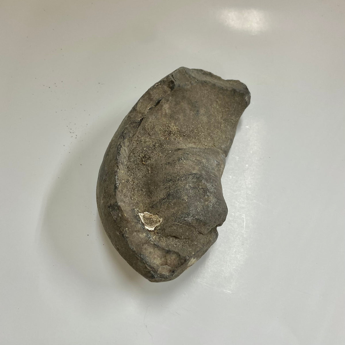 Whale Ear Bone