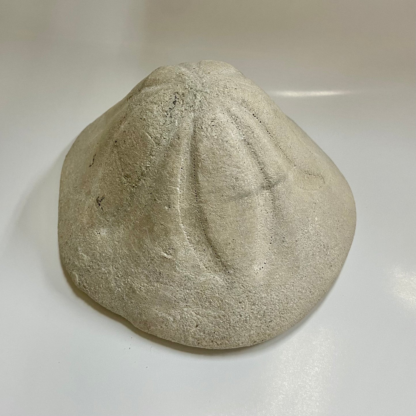 Clypeaster Sea Urchin