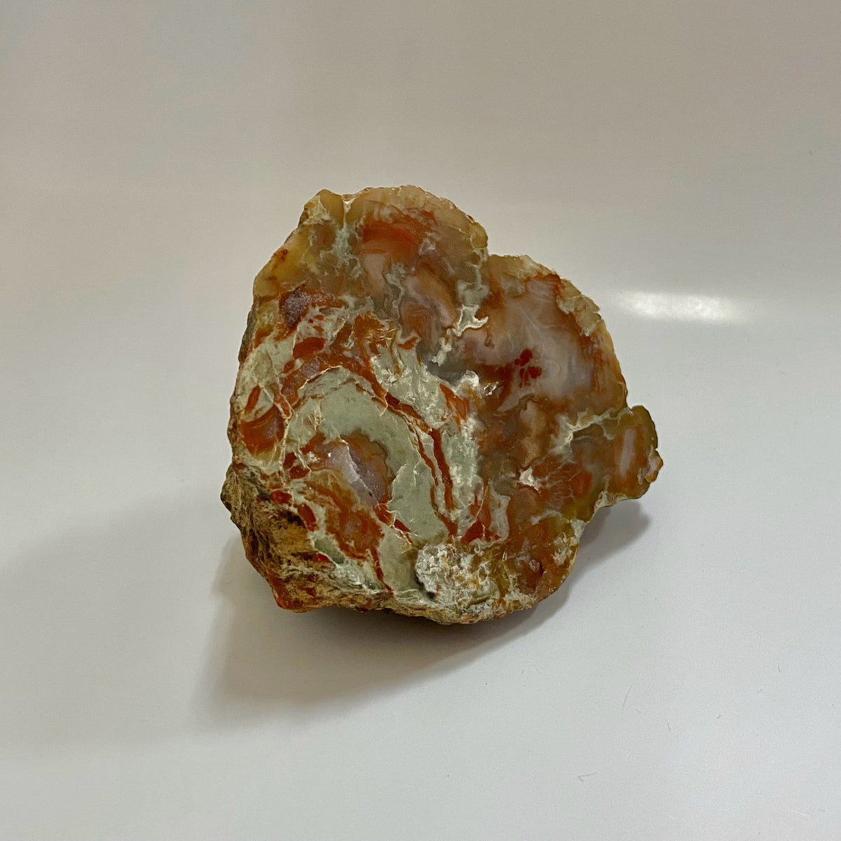 Dinosaur Coprolite