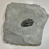 Trilobite - Calymene niagarensis