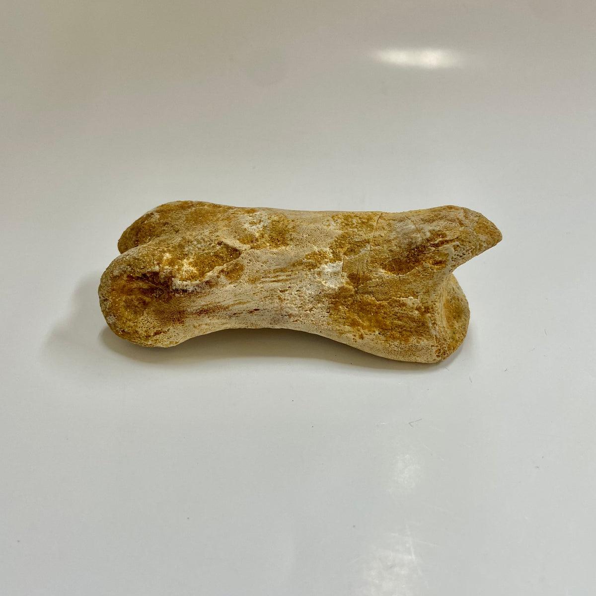 Theropod Toe Bone