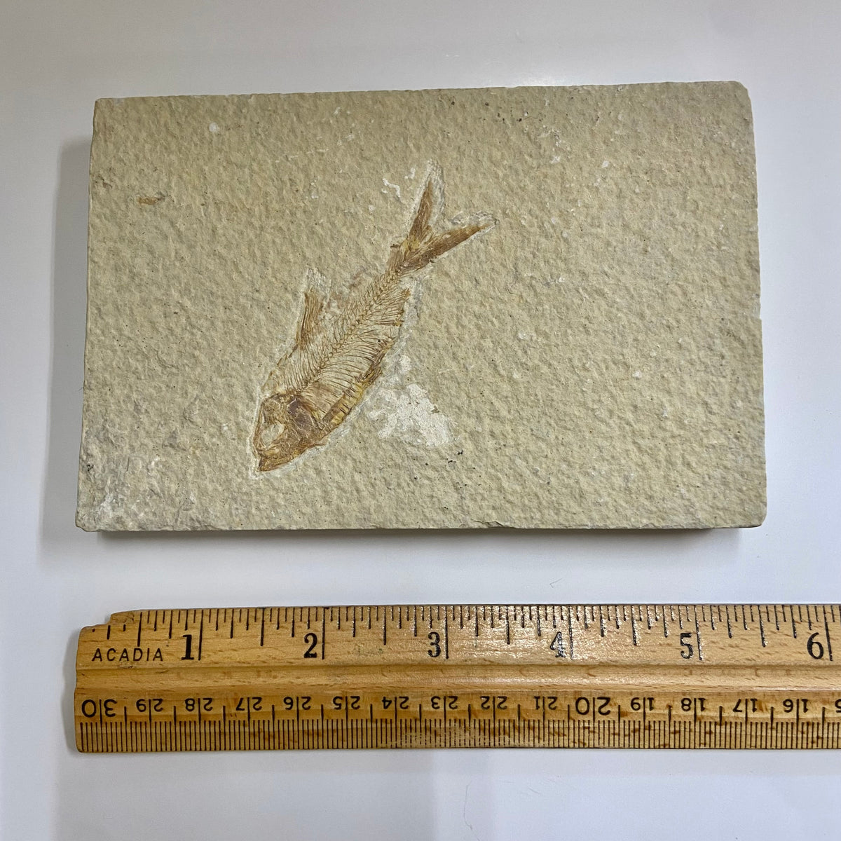 Diplomystus