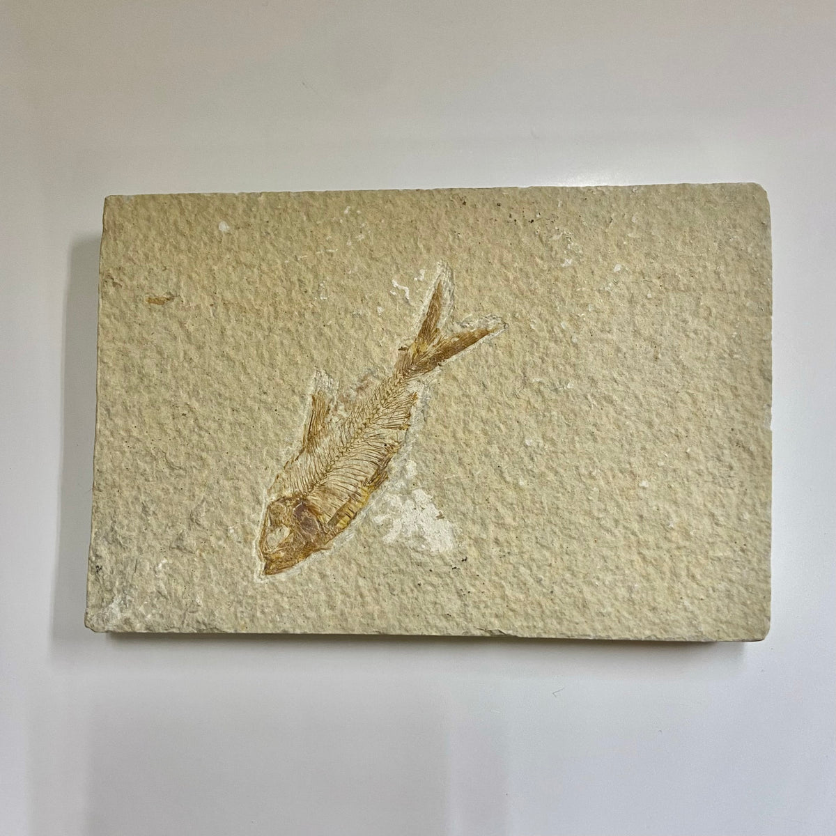 Diplomystus