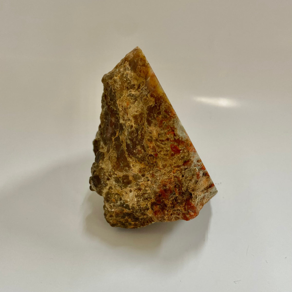 Dinosaur Coprolite