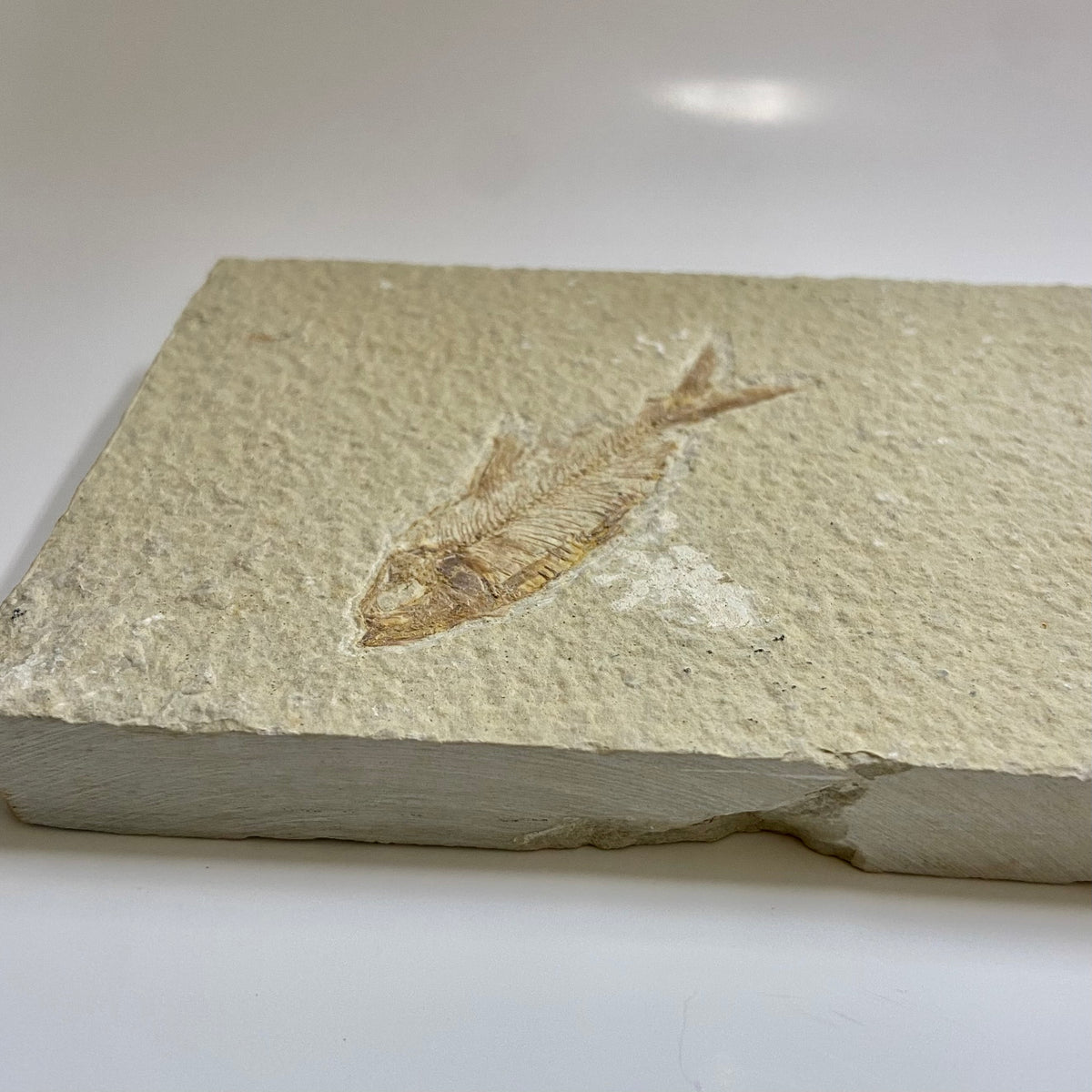 Diplomystus