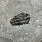 Trilobite - Calymene niagarensis