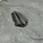 Trilobite - Calymene niagarensis