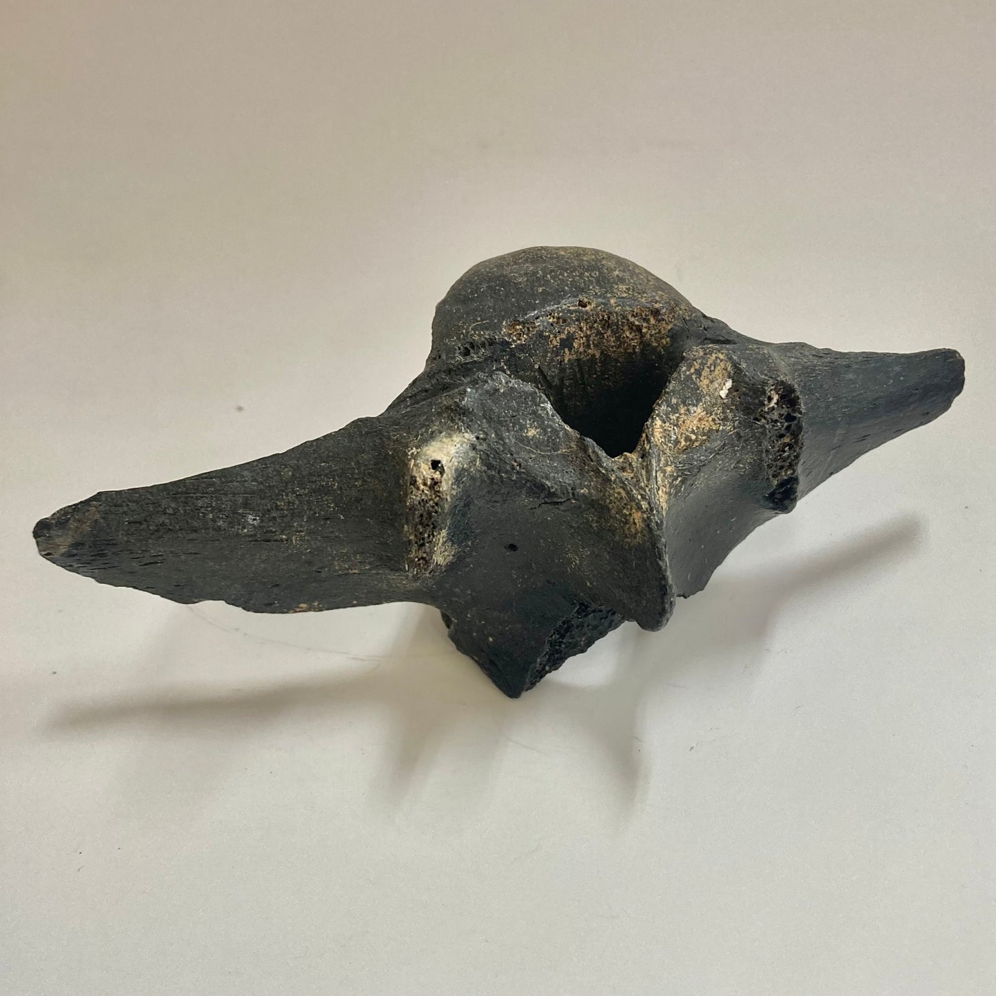 Horse Vertebra