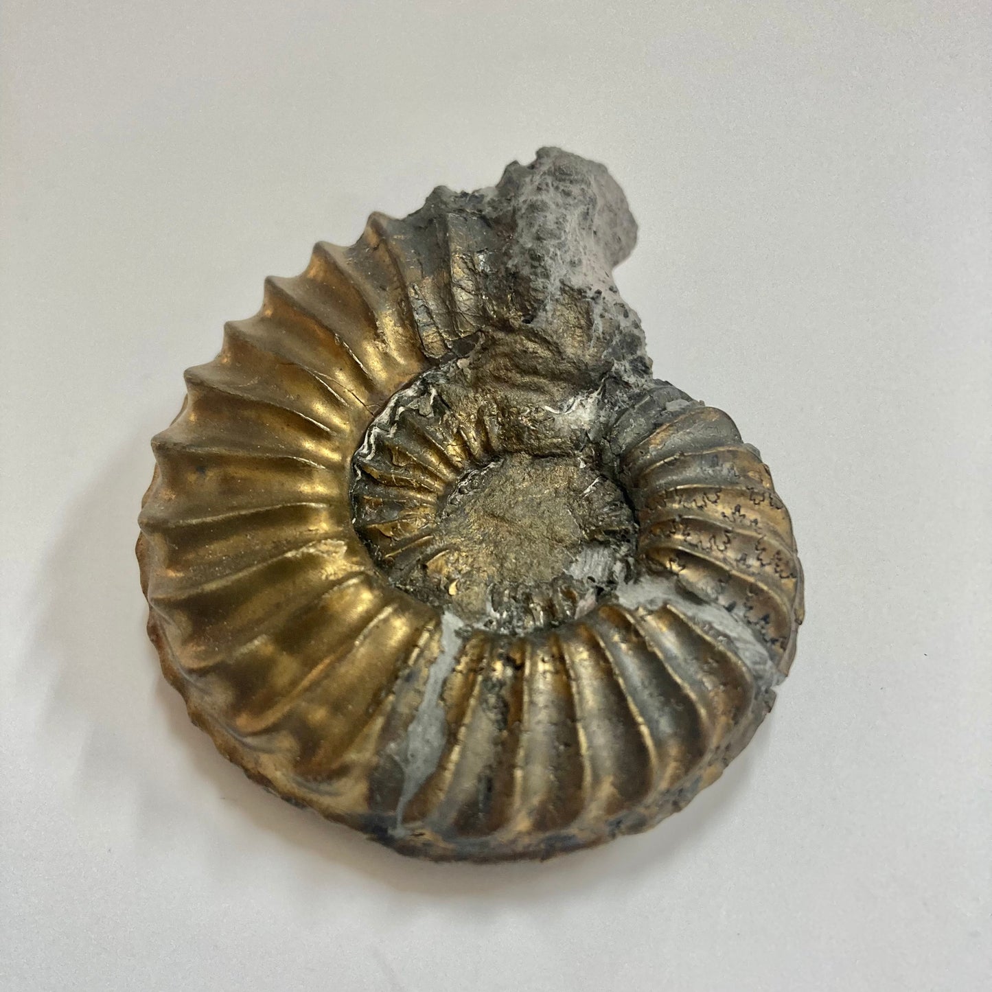 Pyritized Pleuroceras Ammonite