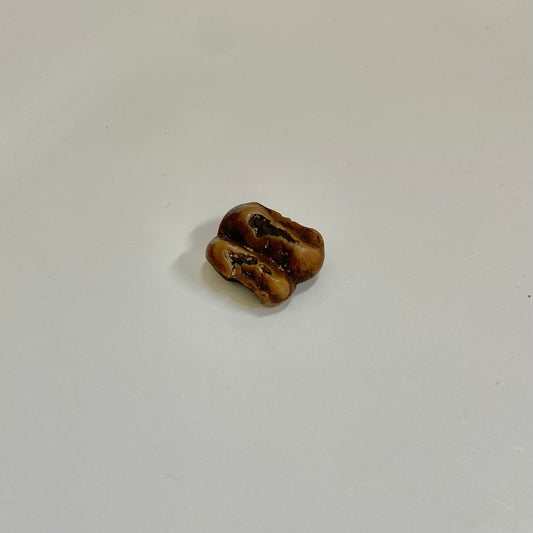 Manatee Tooth