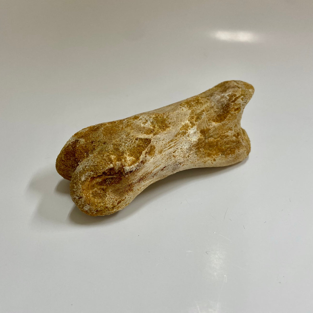 Theropod Toe Bone